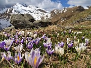 48 Crocus Vernus bianchi e violetti con vista verso il Ponteranica 